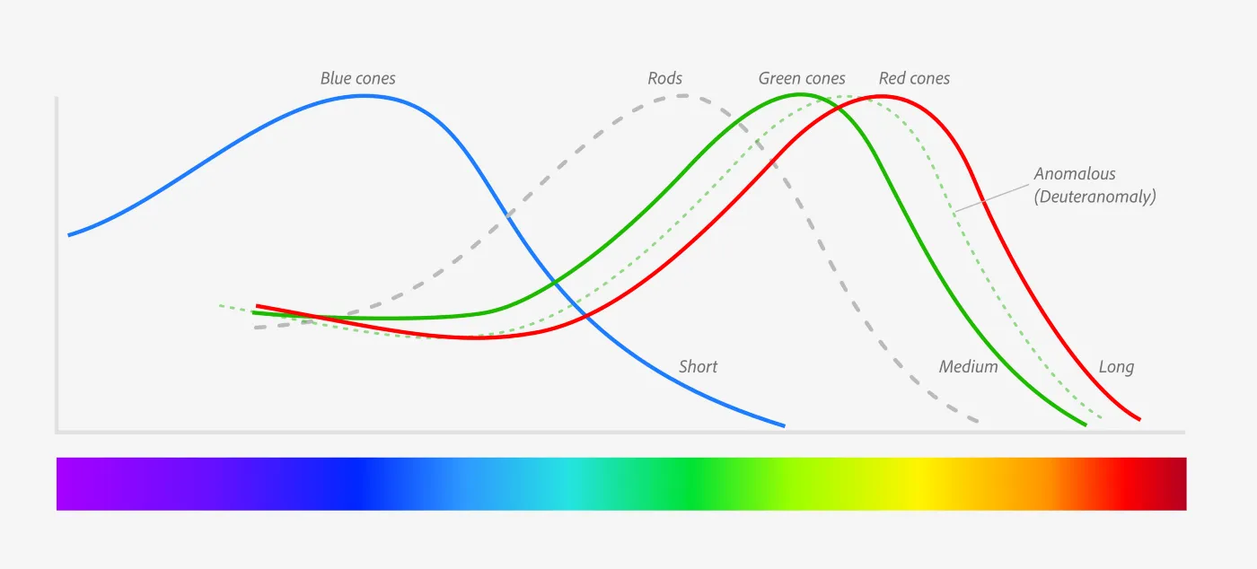 三种视锥细胞对不同光波长的光具有不同的敏感度。来源：